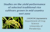 The yield performance of selected traditional rice cultivars grown in mid country wet zone