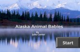 Alaska animal babies