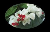 FLOWERS   CLERODENDRUM