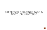 Expressed Sequence Tags & NORTHERN BLOTTING
