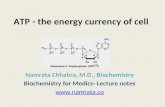 ATP- The universal energy currency of cell