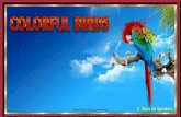 Colorful Birds #2  animated widescreen
