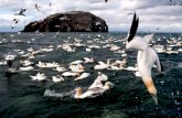 Gannets dive for fish in Shetland, Photographer Richard Shucksmith