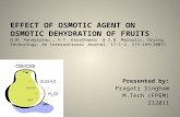 Effect of osmotic agent on osmotic dehydration of