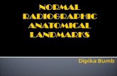 Normal Radiographic Anatomy
