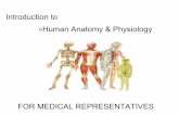 HUMAN ANATOMY & PHYSIOLOGY - BASIC