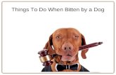 Things To Do When Bitten by a Dog | Kanner & Pintaluga