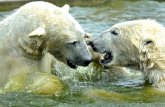 Amazing Polar Bears