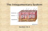 The Integumentary System Section 32.3. Functions Protection Temperature Regulation Excretion Information Gathering Vitamin D Production.
