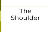 The Shoulder. Things to know  3 views AP, Lateral, Transthoracic  10 x 12 cassette  Marker  Shield  Collimation  Measures 12 on AP and Lateral