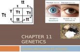 CHAPTER 11 GENETICS Genetic discoveries 45 minutes.