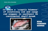 Is there a ‘cryptic biomass’ of relatively old and large red snapper in southeast US continental shelf-break waters?