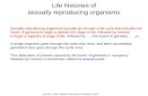 Life histories of sexually reproducing organisms Sexually reproducing organisms typically go through a life cycle that includes the fusion of gametes to.