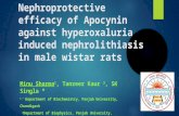 Nephroprotective efficacy of Apocynin against hyperoxaluria induced nephrolithiasis in male wistar rats Minu Sharma 1, Tanzeer Kaur 2, SK Singla * 1,*