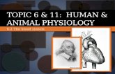 6.2 The blood system TOPIC 6 & 11: HUMAN & ANIMAL PHYSIOLOGY.