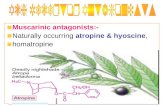 Muscarinic antagonists:- Naturally occurring atropine & hyoscine, homatropine.