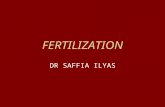 FERTILIZATION DR SAFFIA ILYAS. Fertilization, the process by which male and female gametes fuse, occurs in the ampullary region of the uterine tube. This.