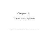Chapter 11 The Urinary System