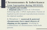 Chromosomes & Inheritance Gene Segregation during MEIOSIS 3 significant results 1. Haploid cells because of 2 divisions following only 1 DNA replication.