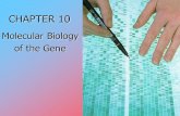 CHAPTER 10 CHAPTER 10 Molecular Biology of the Gene of the Gene.