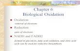 Chapter 6 Biological Oxidation Oxidation removal of electrons Reduction gain of electrons NADH and FADH2 formed in glycolysis, fatty acid oxidation, and.