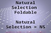 Process of Natural Selection Foldable Natural Selection = NS GLE 0807.5.3 - GLE 0807.5.4 - SPI 0807.5.2 - SPI 0807.5.3.