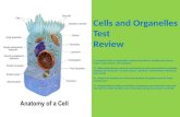 Cells and Organelles Test Review C)  recognize levels of organization in plants and animals, including cells, tissues, organs, organ systems, and organisms;