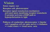 Vision Sense organs: eye Receptor cell: photoreceptor
