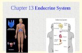 11 - 1 Chapter 13 Endocrine System. 11 - 2 11 - 3.