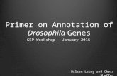 Primer on Annotation of Drosophila Genes GEP Workshop – January 2016 Wilson Leung and Chris Shaffer.
