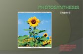 Chapter 5 Photosynthesis .