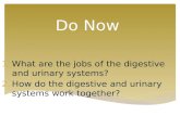 Do Now 1.What are the jobs of the digestive and urinary systems? 2.How do the digestive and urinary systems work together?