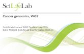 Cancer genomics, WGS SciLifeLab Human WGS ToolBox Nov 2015 Björn Nystedt, SciLifeLab Bioinformatics platform.
