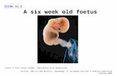 Slide 12.1 Carlson, Martin and Buskist, Psychology, 2 nd European edition © Pearson Education Limited 2006 A six week old foetus Source: © Tony Stone Images.
