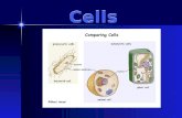 Cells Types of Cells prokaryotes no organelles bacteria cells eukaryotes organelles animal cells plant cells also fungus & protist cells.