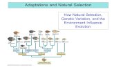 Adaptations and Natural Selection