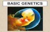 1 BASIC GENETICS. 2 Gregor Mendel  Austrian monk  Studied science and math  High school teacher and gardener  Experimented on pea plants Father of.