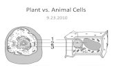 Plant vs. Animal Cells 9.23.2010. Questions to think about How do plants stand upright without bones? How are plant and animal cells different? Opening