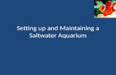 Setting up and Maintaining a Saltwater Aquarium. Setting Up Aquarium Step 1: Prepare the aquarium – Clean tank and all equipment with sponge; no detergent.