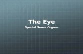 The Eye Special Sense Organs. Three Layers of Tissue 1.the sclera 2.the choroids 3.the retina.
