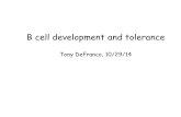 B cell development and tolerance Tony DeFranco, 10/29/14.