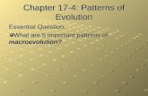 Chapter 17-4: Patterns of Evolution Essential Question: What are 5 important patterns of macroevolution?