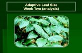 Adaptive Leaf Size Adaptive Leaf Size Week Two (analysis)