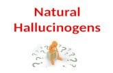 Natural Hallucinogens. So hallucinations are categorized according to which sensory modality is involved such as Auditory, Gustatory, Olfactory, Somatic/tactile.