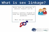 What is sex linkage? Males have the genotype XY whereas females are XX. Create a genetic diagram to show the possible genotypes produced. What are the.