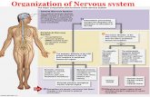 Organization of Nervous system. Structural and functional unite of the nervous system The Neuron.