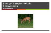 Energy Transfer Within Ecosystems APES~Mr. Plowman.
