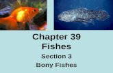 Chapter 39 Fishes Section 3 Bony Fishes.