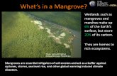 What’s in a Mangrove? Wetlands such as mangroves and marshes make up 6% of the Earth’s surface, but store 20% of its carbon. They are homes to rich ecosystems.