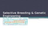 Selective Breeding & Genetic Engineering. What we want to learn! Summarize how transgenic organisms are engineered to benefit society. Explain how transgenic.